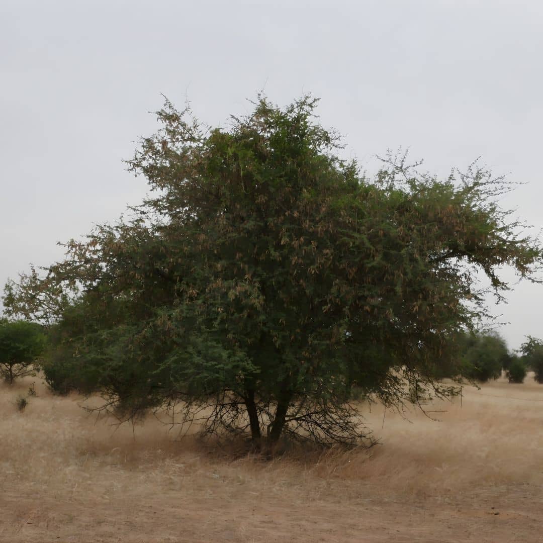 semences acacia du sénégal plantes africaines à collectionner