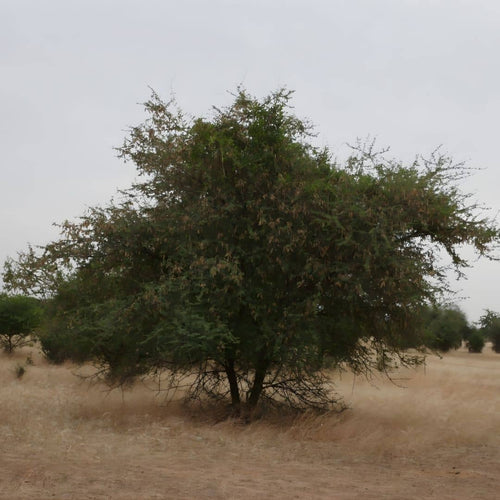 semences acacia du sénégal plantes africaines à collectionner