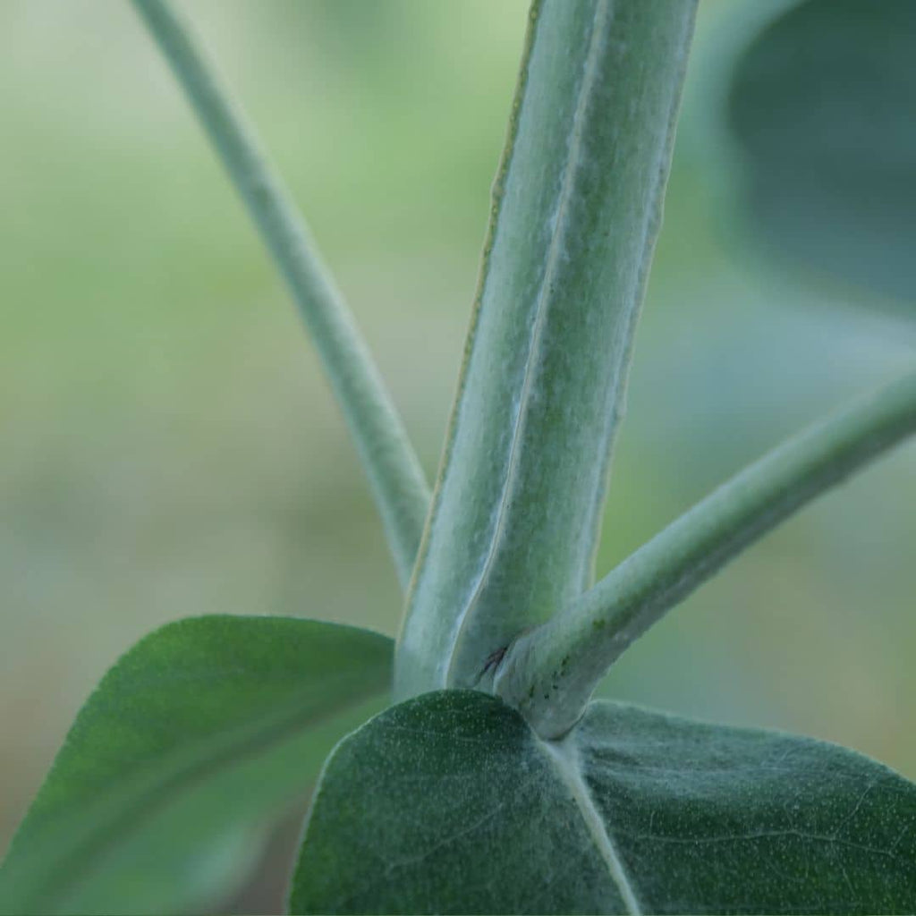semences d'eucalyptus commun à semer