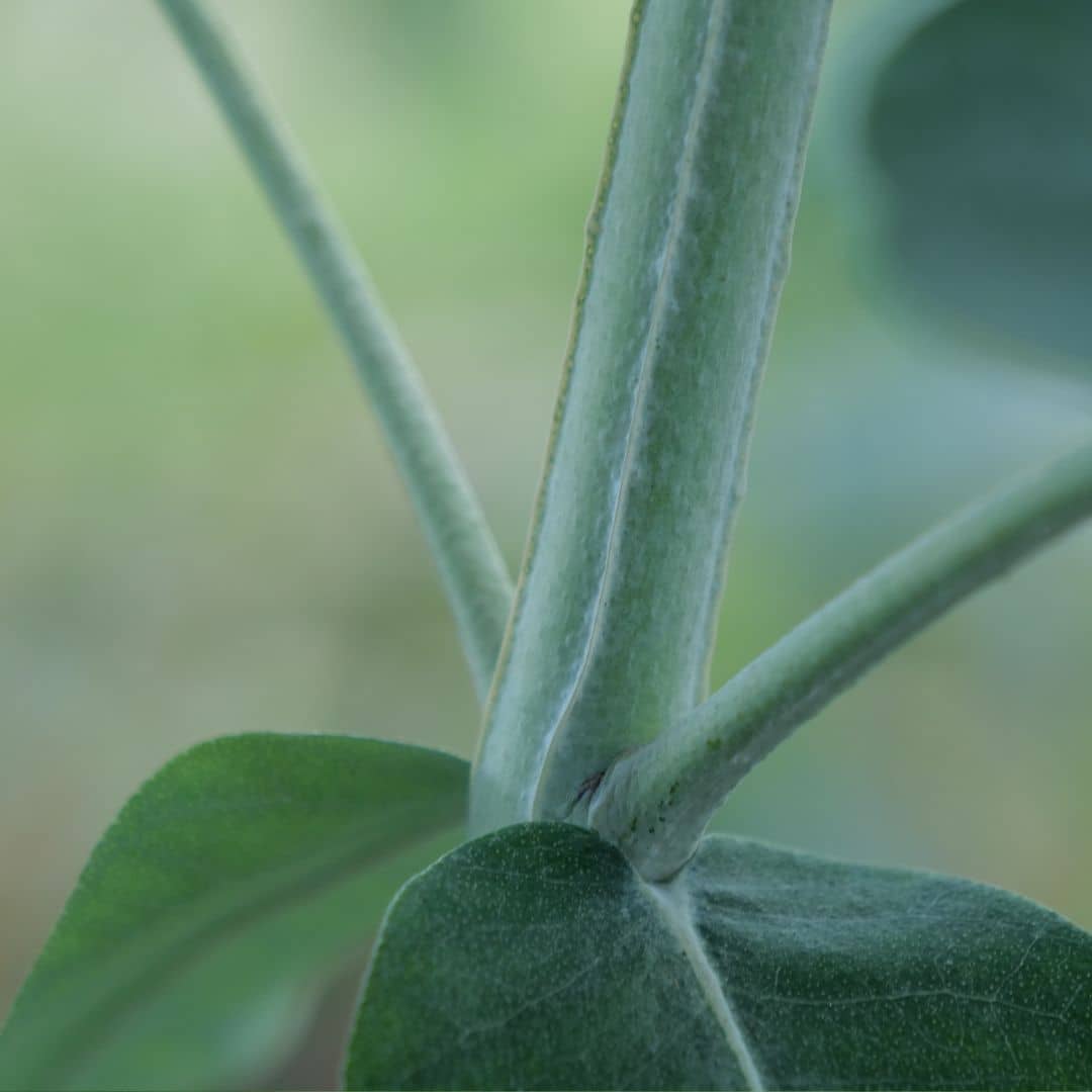 semences d'eucalyptus commun à semer