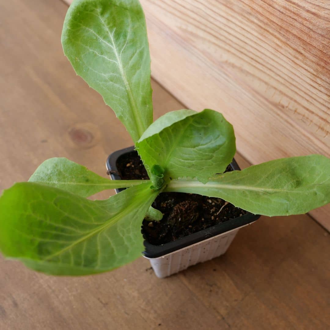 semences de Chicorée Géante Maraîchère pour des Salades XXL au potager