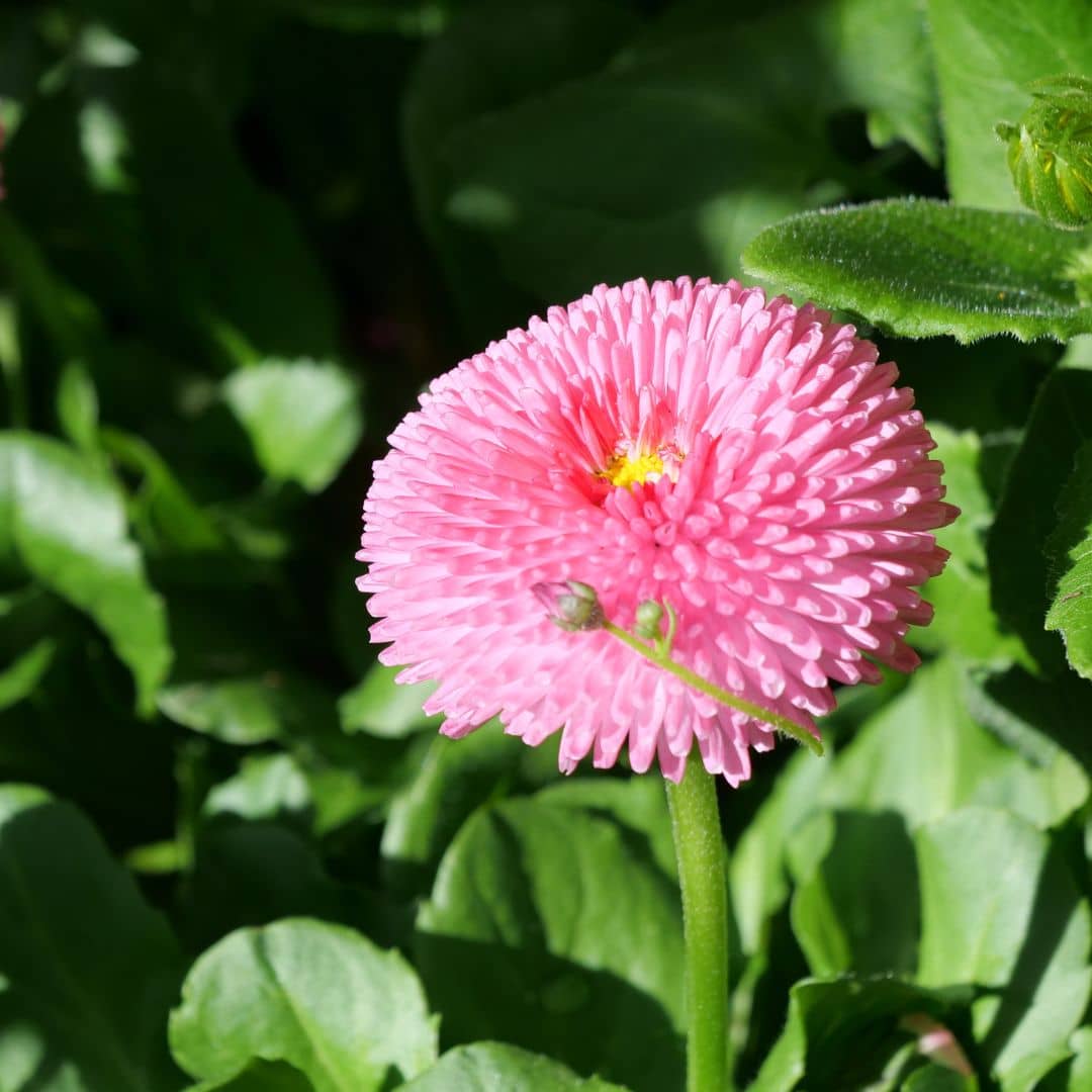 graines de pâquerette pompon à planter monde végétal
