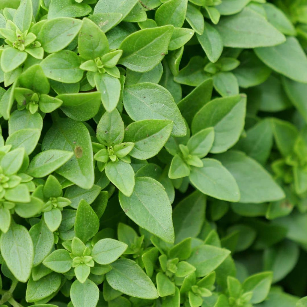semences de basilic fin vert à faire germer et faire pousser monde végétal