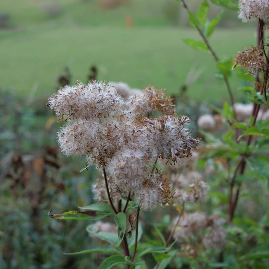 semer des graines d'eupatoire et cultiver cette plante sauvage parfaite pour le climat de montagne