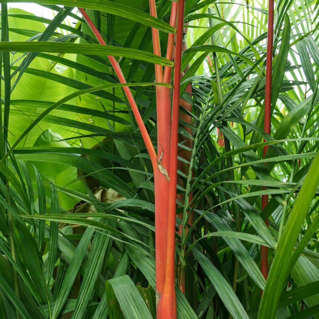 semer des graines de cyrtostachys renda palmier rouge palmier rare du monde vegetal
