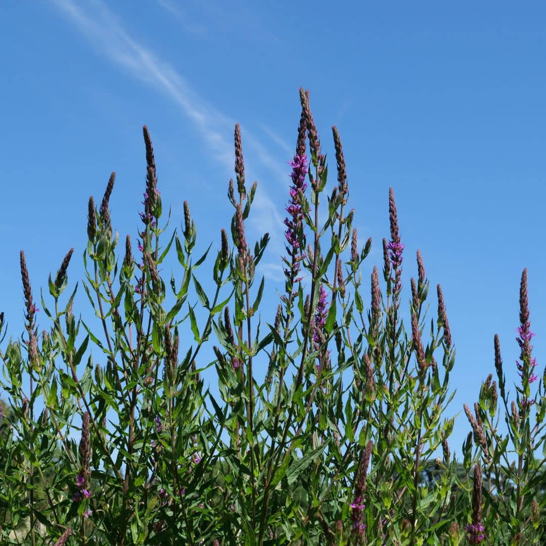 semer des graines de salicaire commune pour cultiver un jardin riche en insectes polinisateur