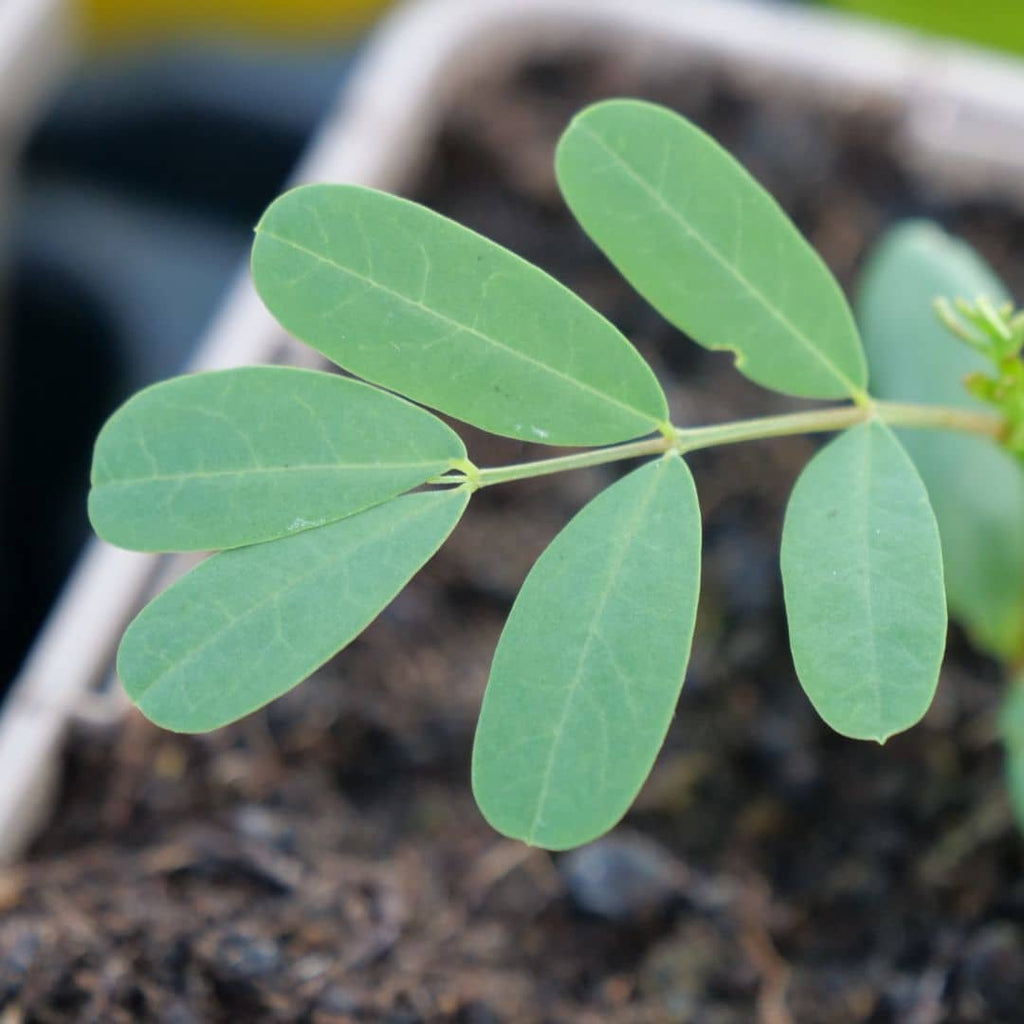 semer des graines de sesbania punicea et savoir comment cultiver les plants avec les conseils de culture de Monde Végétal