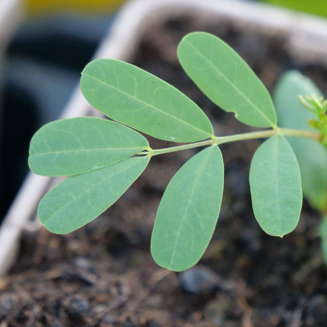 semer des graines de sesbania punicea et savoir comment cultiver les plants avec les conseils de culture de Monde Végétal