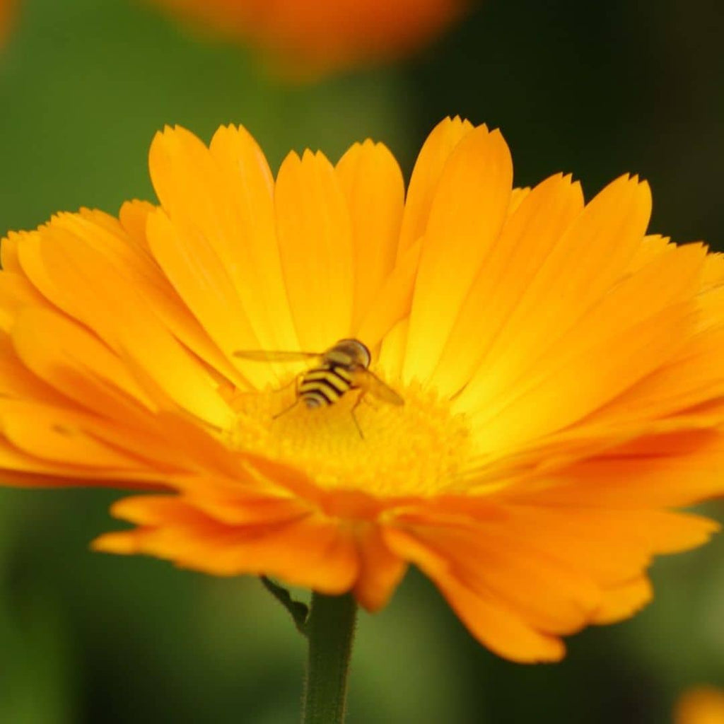 semer des graines de souci officinal pour attirer les abeilles et papillons
