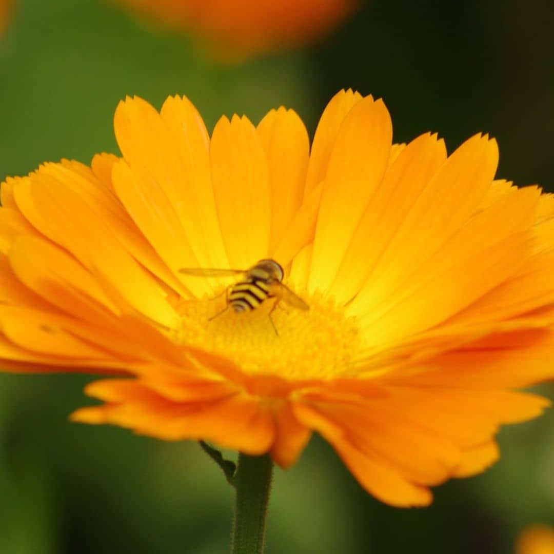 semer des graines de souci officinal pour attirer les abeilles et papillons