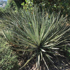semer des graines de yucca baccata pour cultiver ses fruits du désert