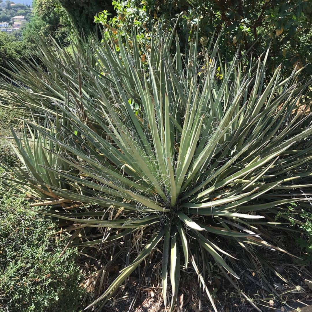 semer des graines de yucca baccata pour cultiver ses fruits du désert
