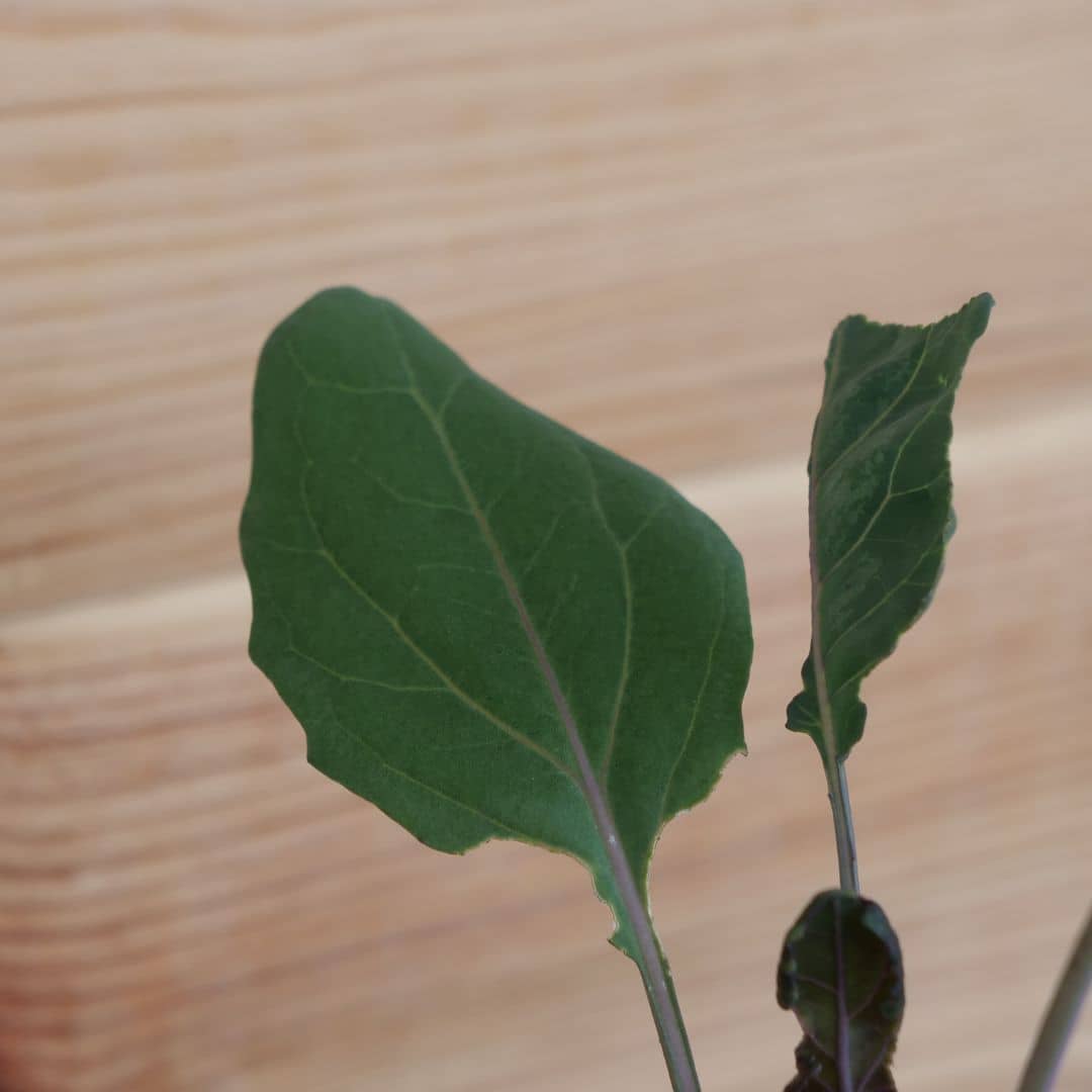 semer du Chou Rouge à Tête Noire 3 une variété de chou productive au potager