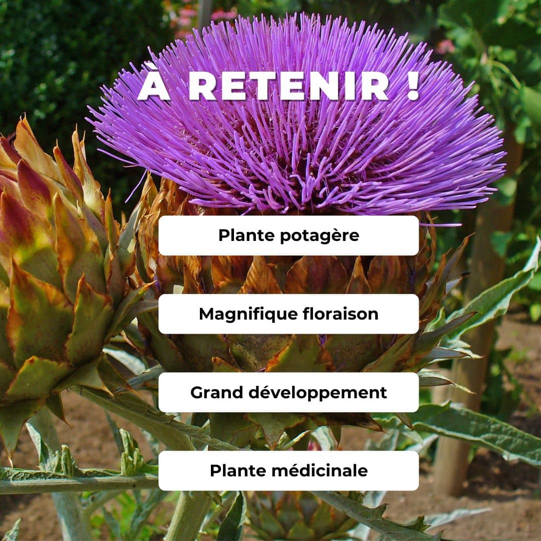 semer et cultiver ses GRAINES Cardon Plein blanc inerme Cynara cardunculus plantes potagères monde végétal