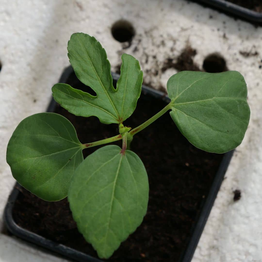 semis de bissap comment réussir mon semis d'hibiscus sabdariffa avec monde vegetal