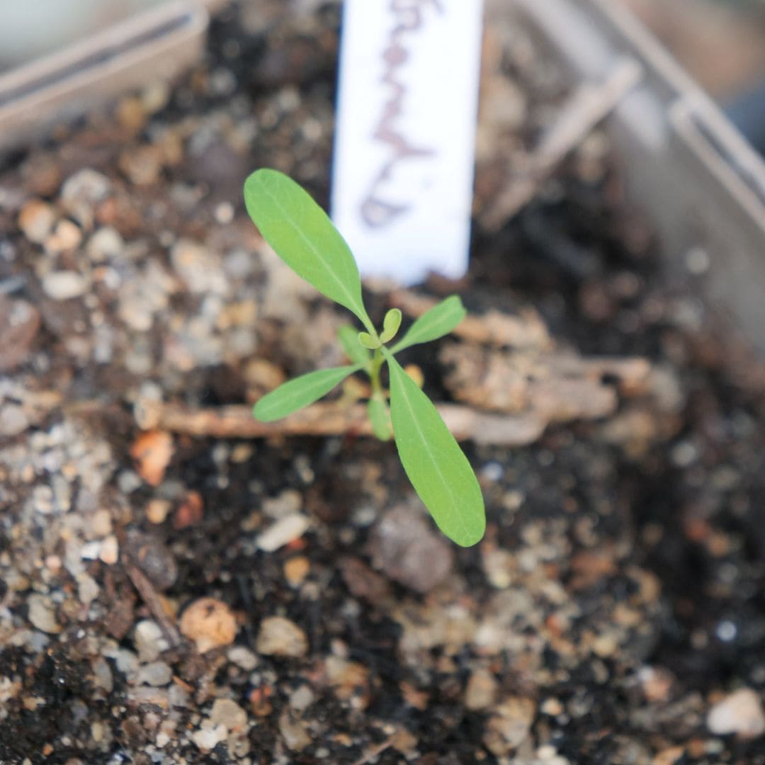 semis de graines d'eucalyptus grandis eucalyptus geant arbre à croissance extrêmement rapide du monde vegetal