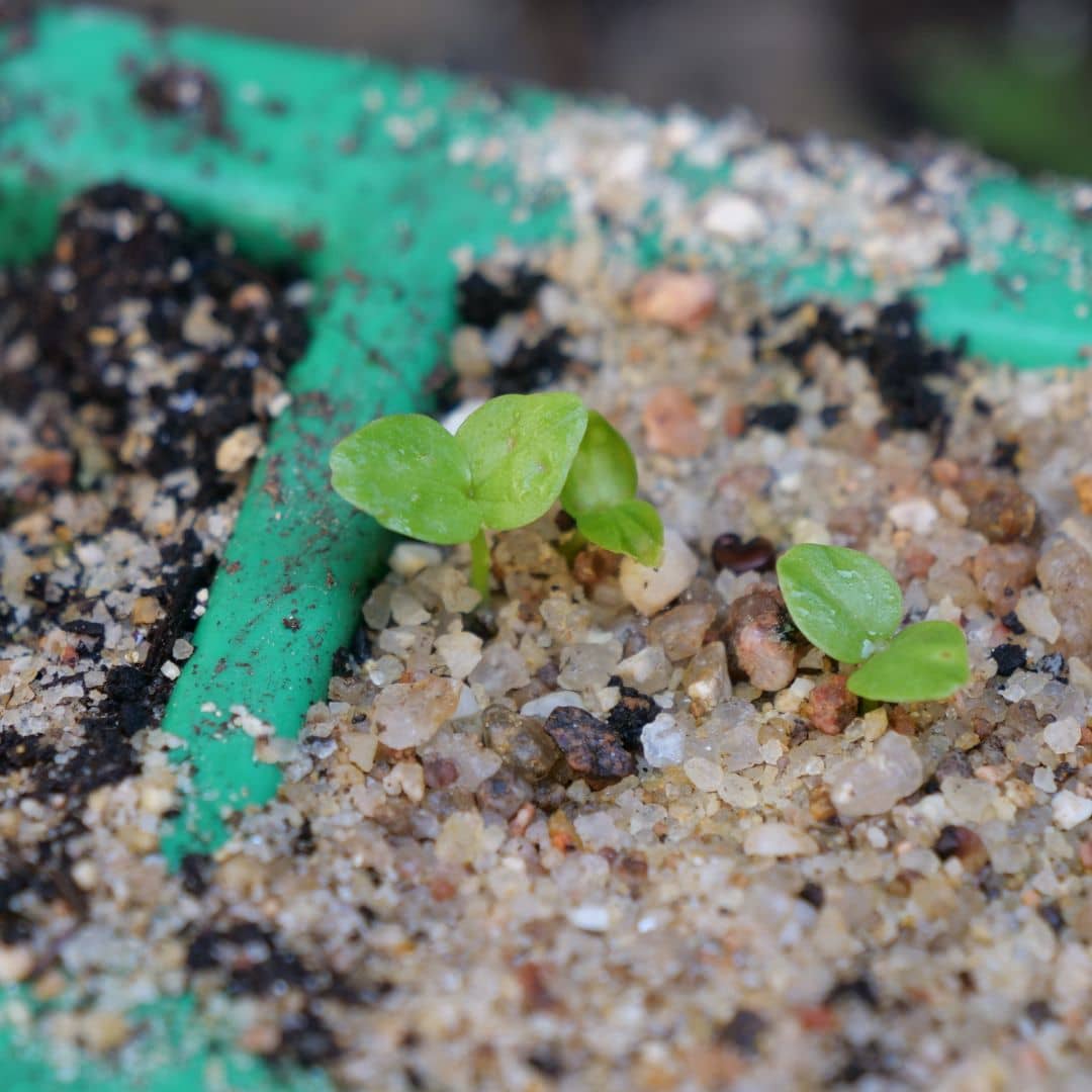 semis de guimauve comment semer l'althea officinalis à partir de graines