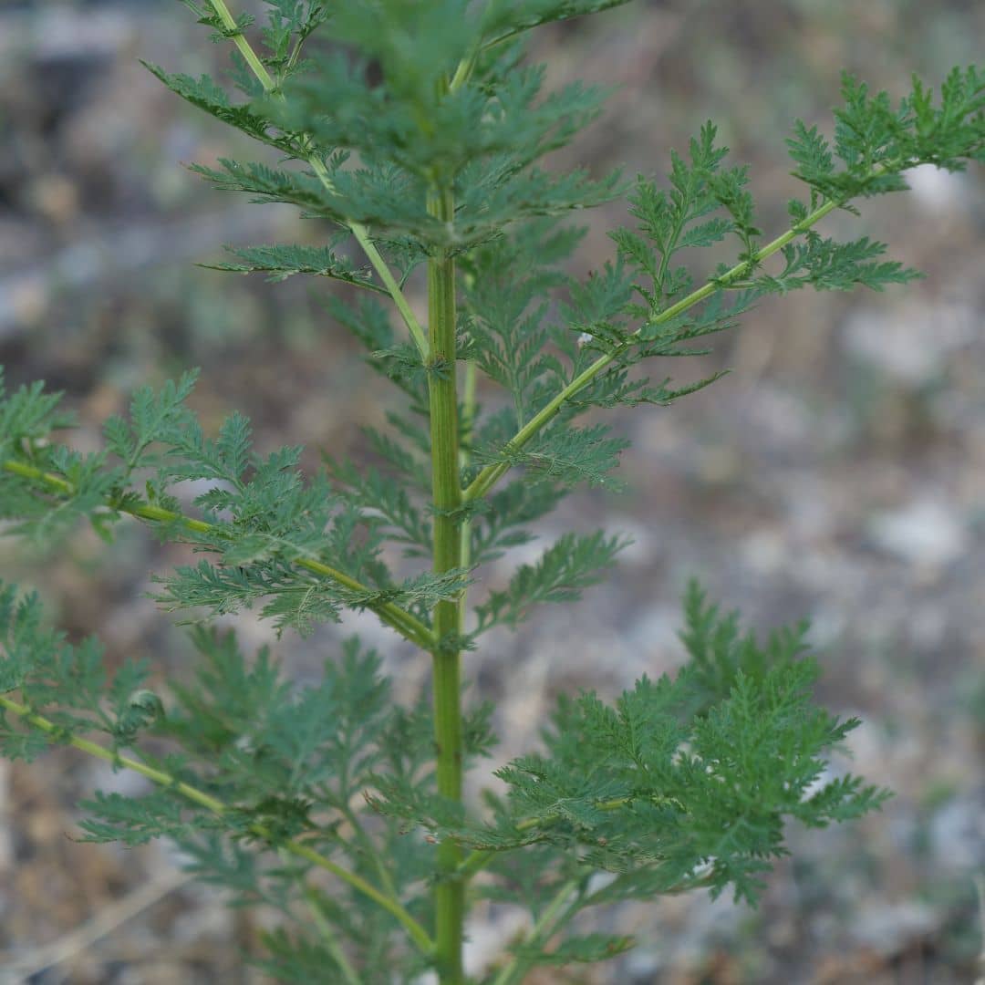 tige aromatique de l'armoise annuelle plante aromatique rare et insolite monde vegetal