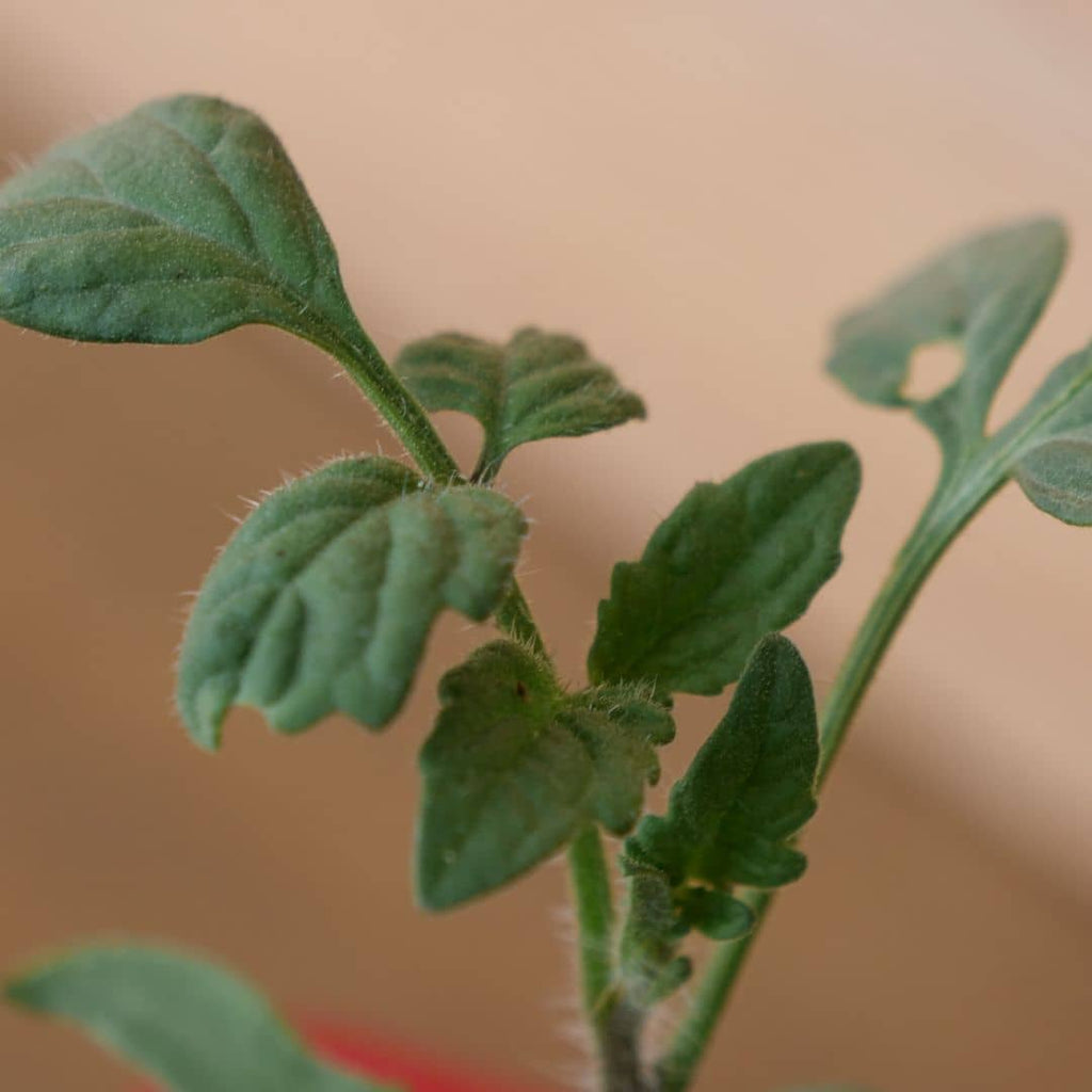 tomate indigo rose en graines à semer et cultiver