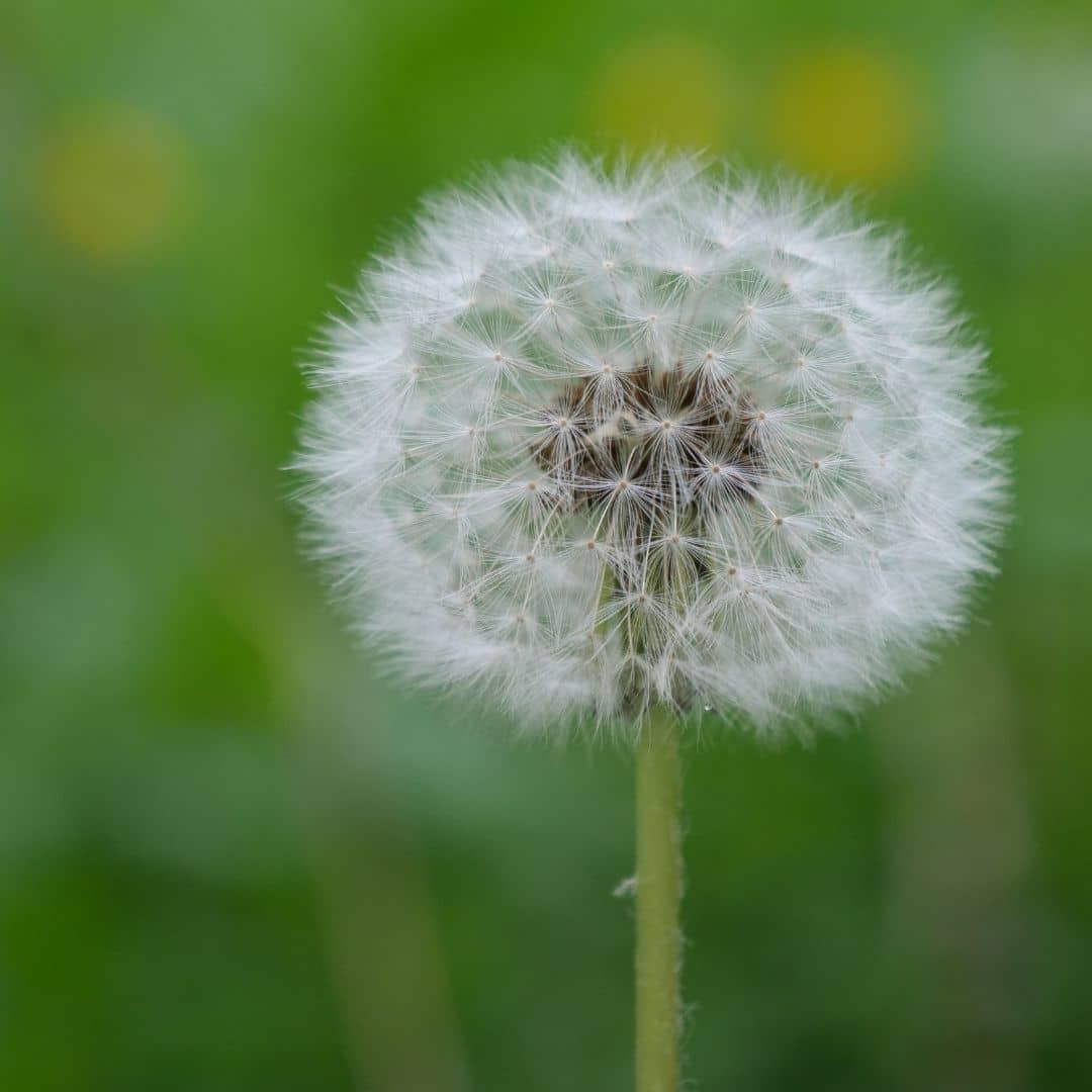 GRAINES - Pissenlit Officinal (Taraxacum officinale)