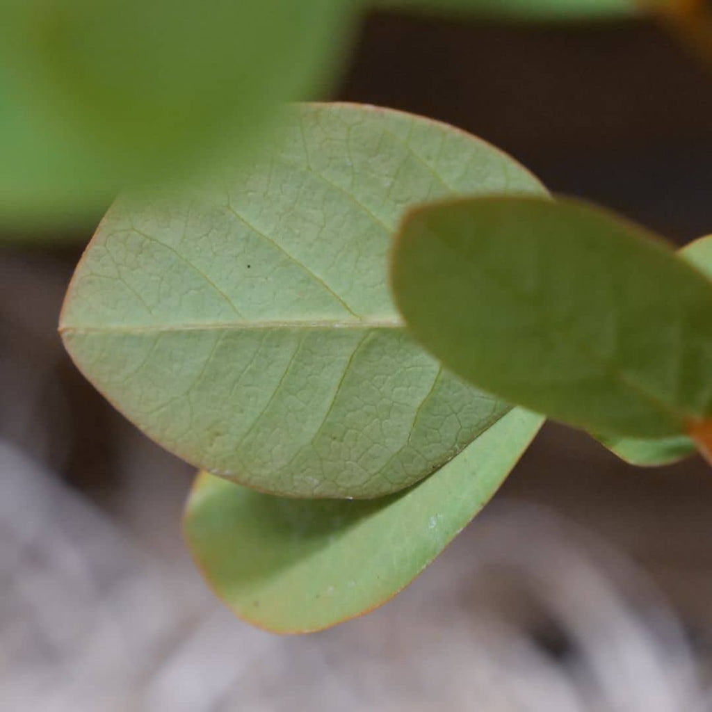 tout savoir sur comment semer et planter le senna alata à partir de graines