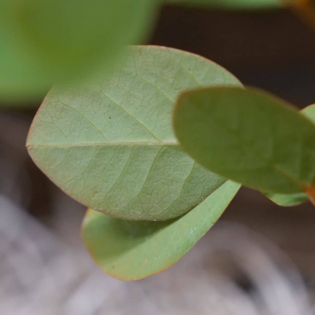 tout savoir sur comment semer et planter le senna alata à partir de graines