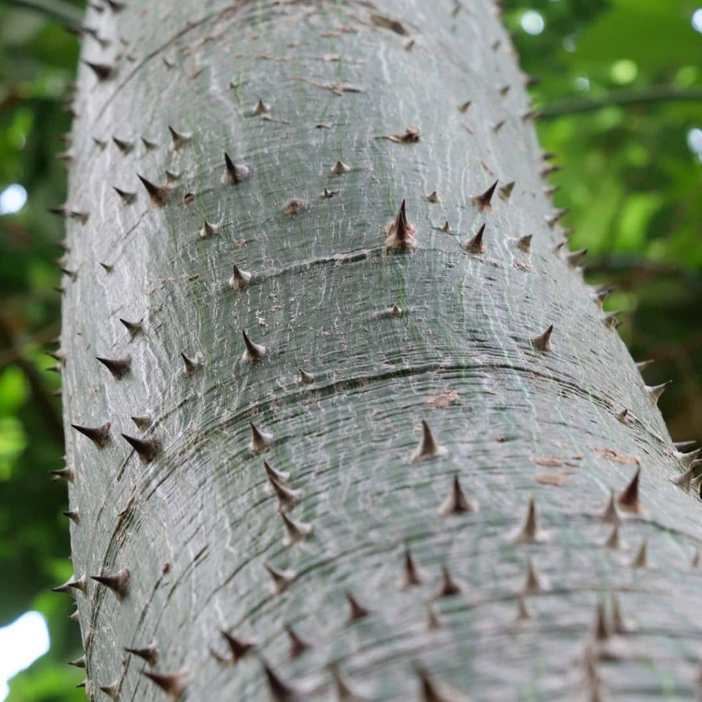 tronc épineux du ceiba speciosa faux kapokier arbre de collection