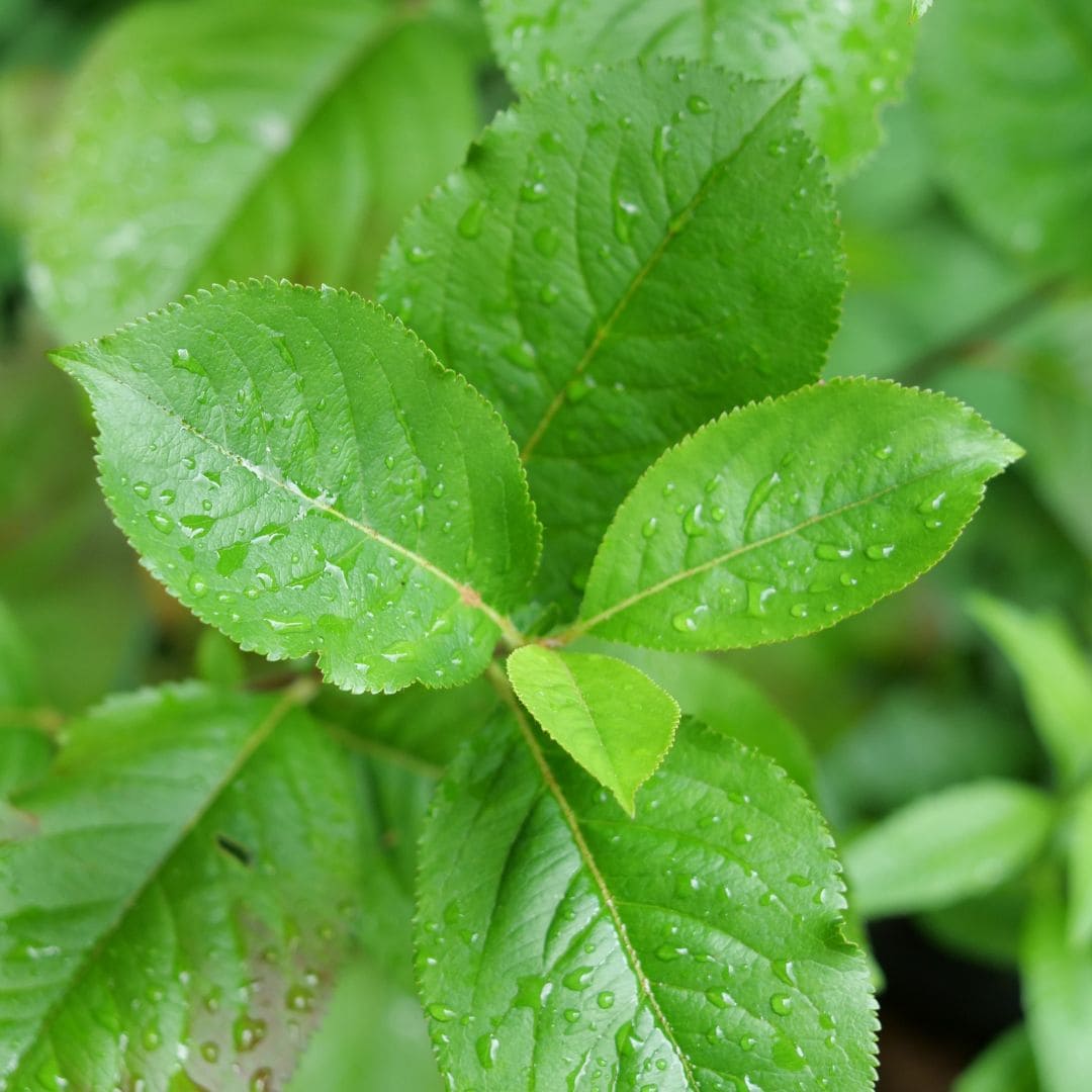 un des fruitiers les plus riches en antioxydant avec ses fruits faciles à récolter monde vegetal