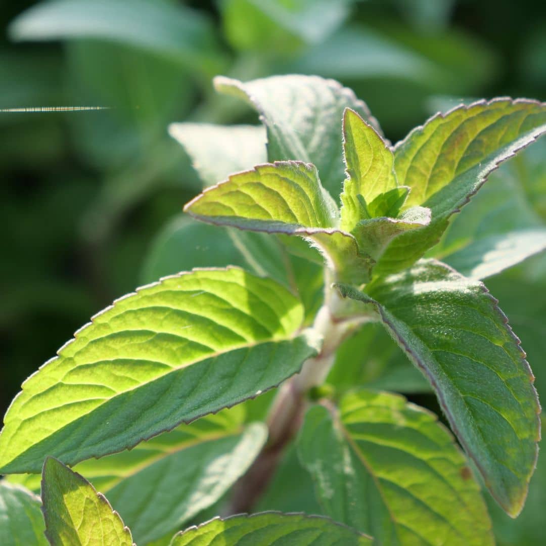 une menthe qui sent la bergamote mentha citrata 