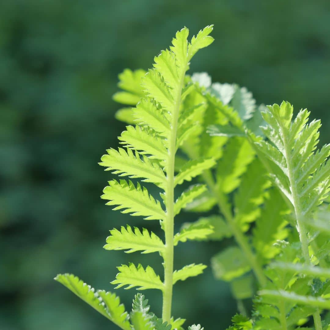 utiliser les feuilles de la tanaisie commune comme purin ou dans le compost