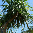variétés de plantes grasses rares monde vegetal arbre dragon dracaena  graines à faire germer