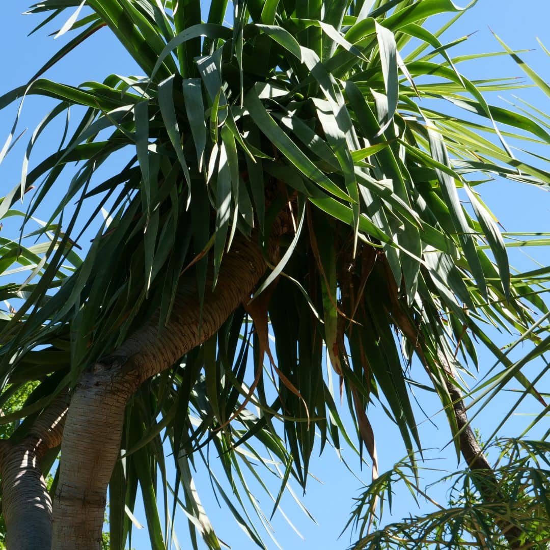 variétés de plantes grasses rares monde vegetal arbre dragon dracaena  graines à faire germer