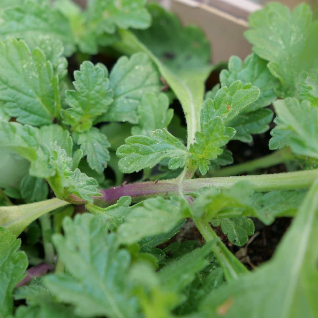 verveine officinale à cultiver en pot ou en massif