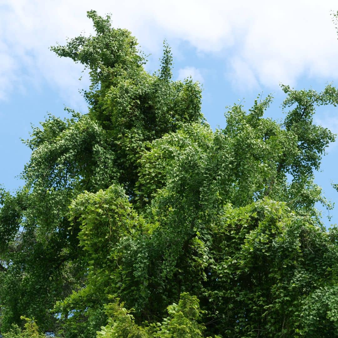vue générale Ginkgo biloba arbre à quarantes comment semer et planter les semences pour le cultiver