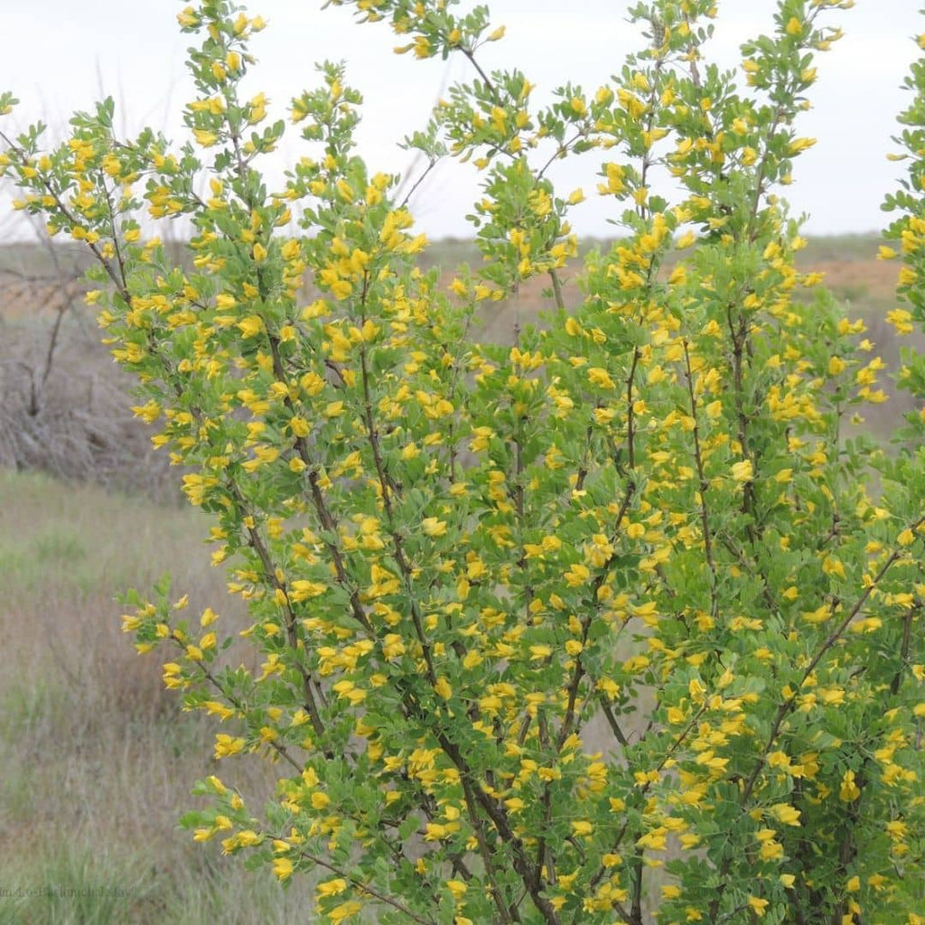 vue générale haricot de sibérie caragana monde vegetal
