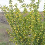 vue générale haricot de sibérie caragana monde vegetal