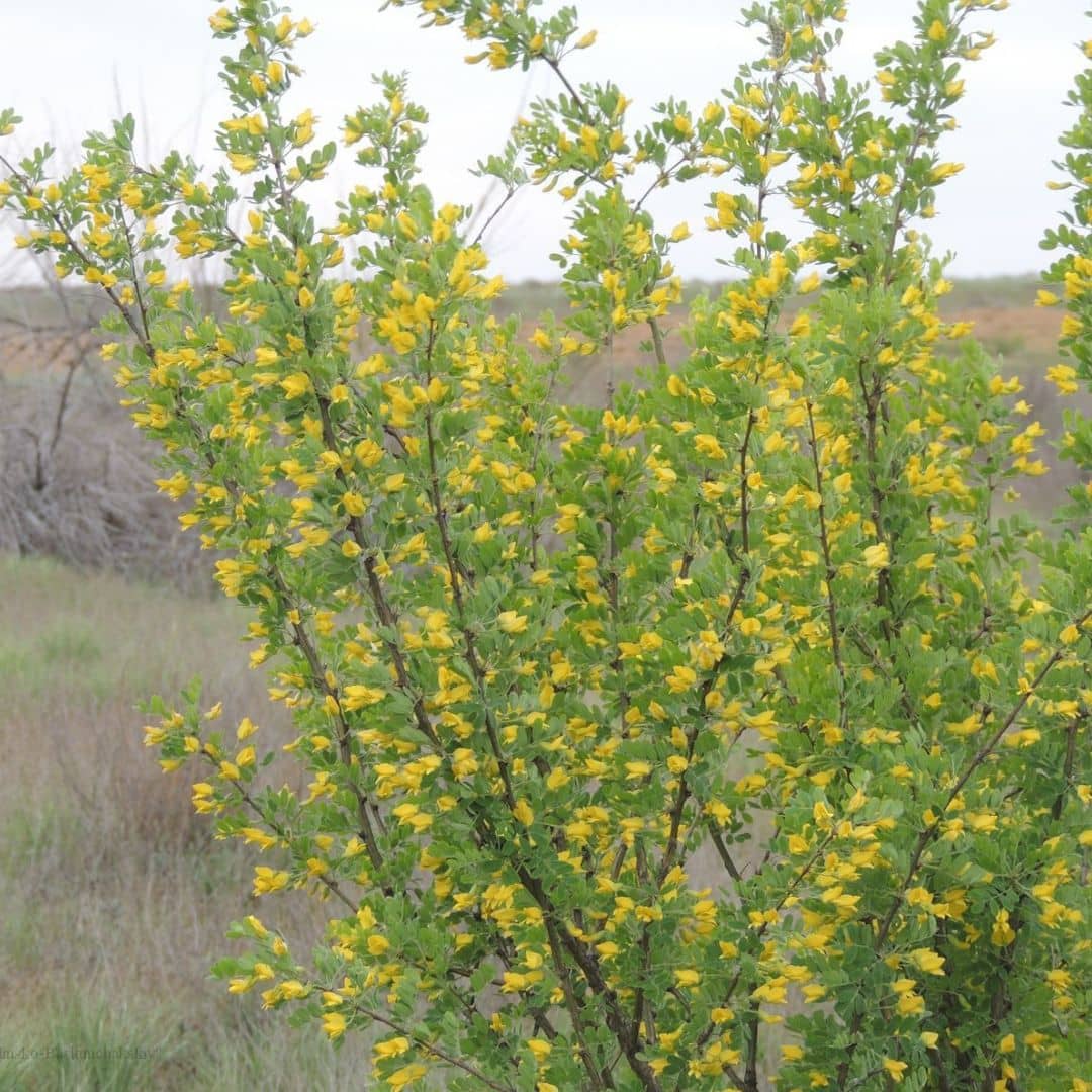 vue générale haricot de sibérie caragana monde vegetal