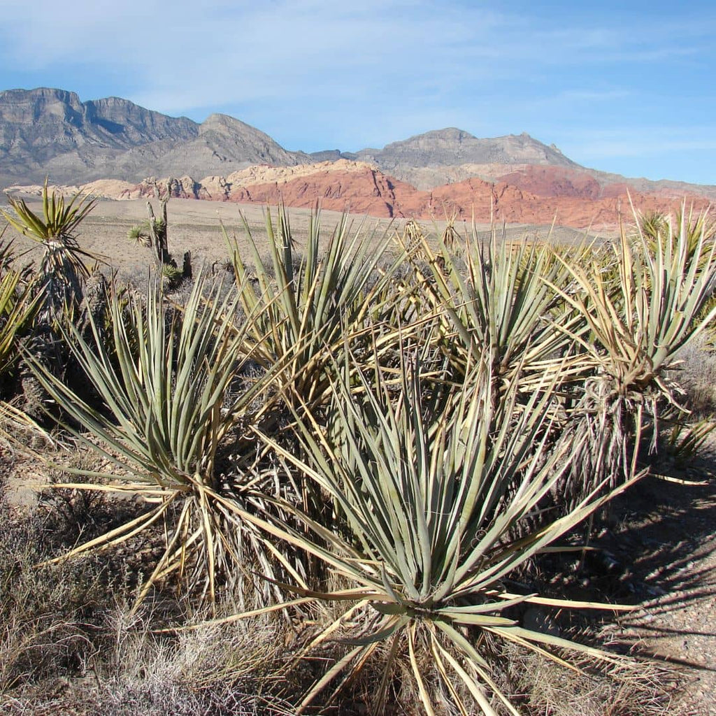 yucca baccata plante pour rocaille et massif sec sans arrosage