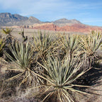 yucca baccata plante pour rocaille et massif sec sans arrosage
