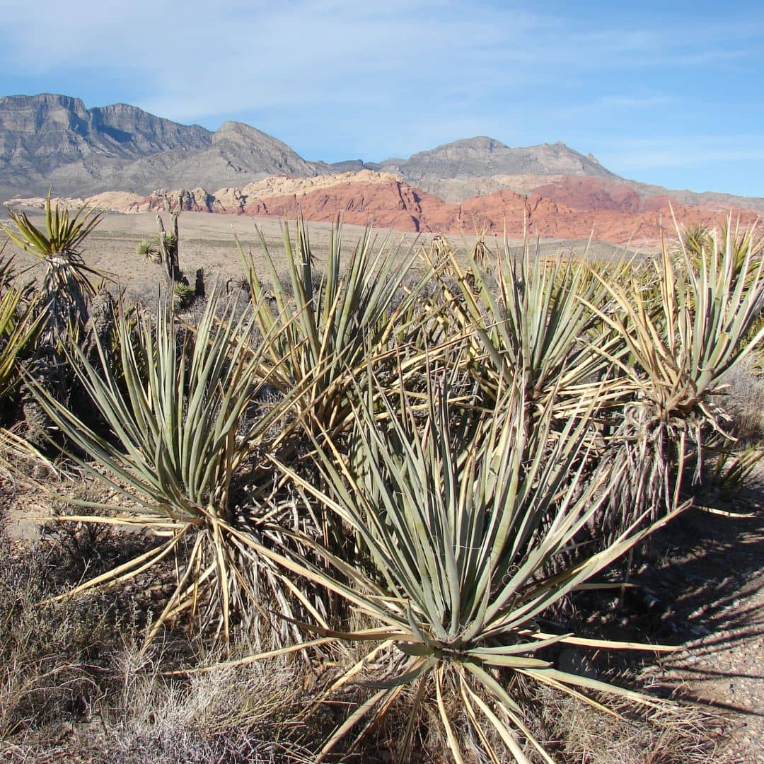 yucca baccata plante pour rocaille et massif sec sans arrosage