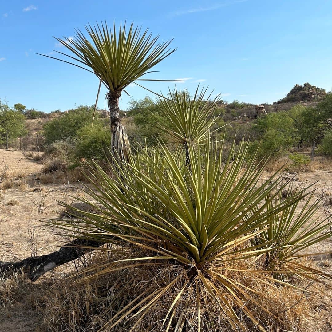 yucca banane yucca baccata à planter et cultiver