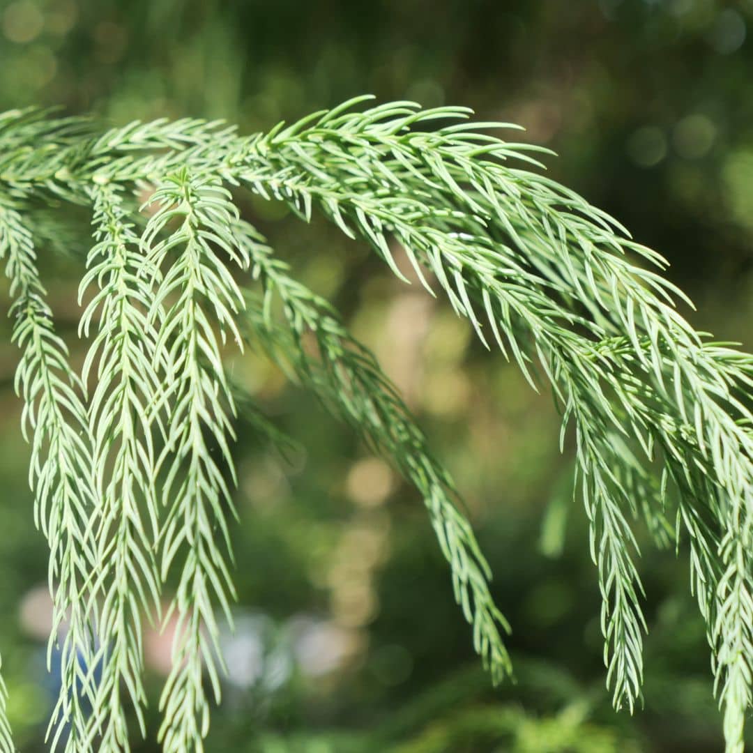 zoom feuillage élégant du cryptomeria japonica monde vegetal