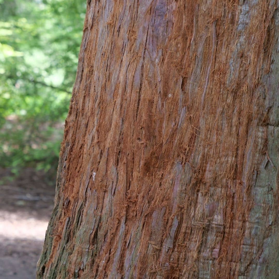 zoom sur l'écorce du séquoia toujours vert sequoia sempervirens un des plus grands arbres du monde vegetal