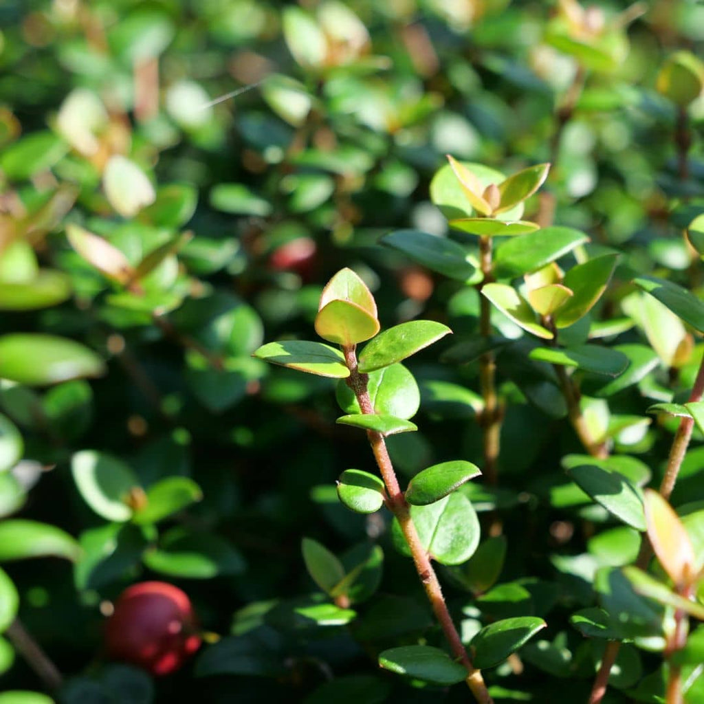 Goyavier du Chili (Ugni molinae)