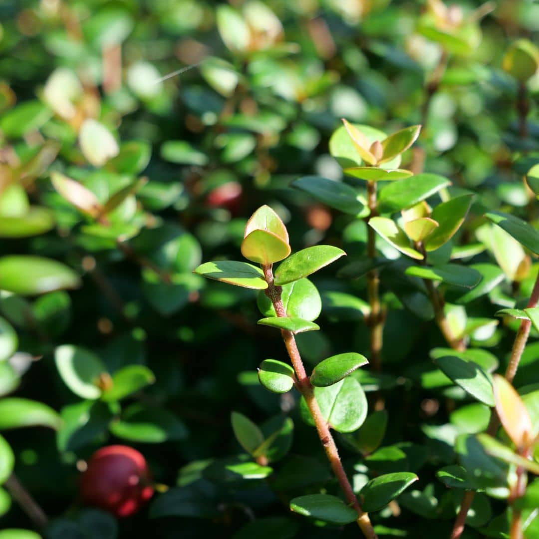 Goyavier du Chili (Ugni molinae)