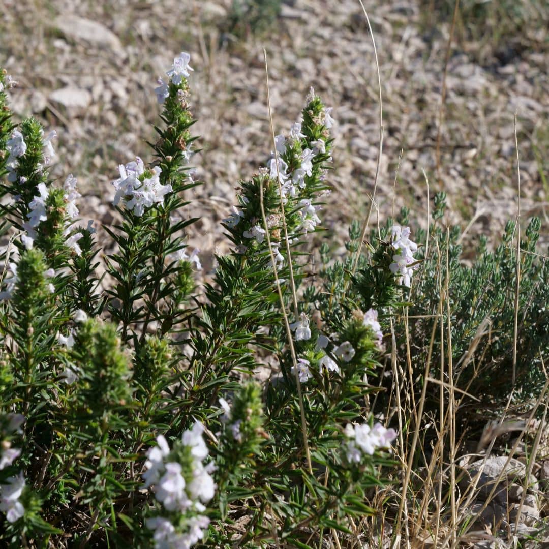 zoom sur la floraison de l'hysope officinale 