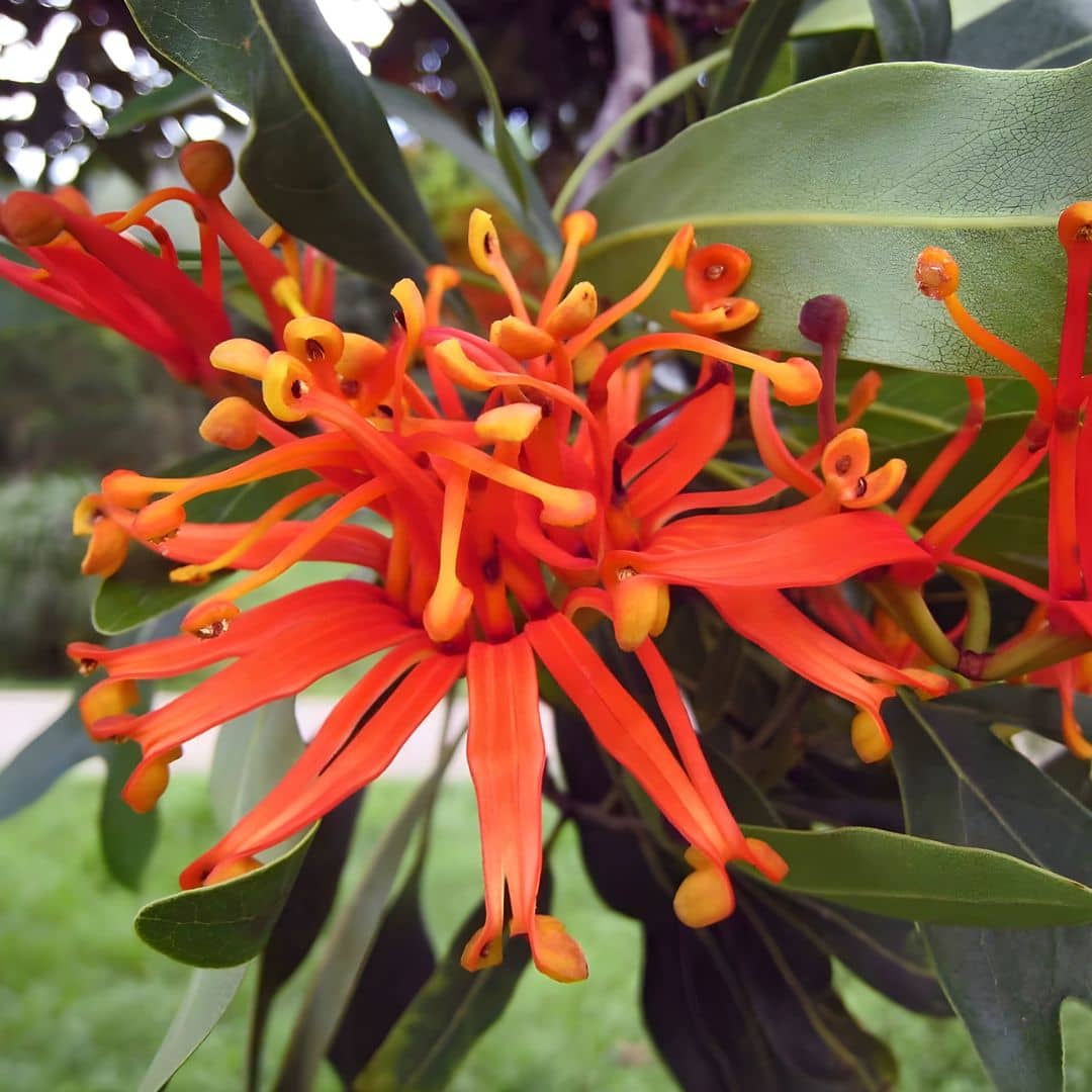zoom sur la floraison flamboyant de l'arbre roue de feu Stenocarpus sinuatus un arbre tropical rare
