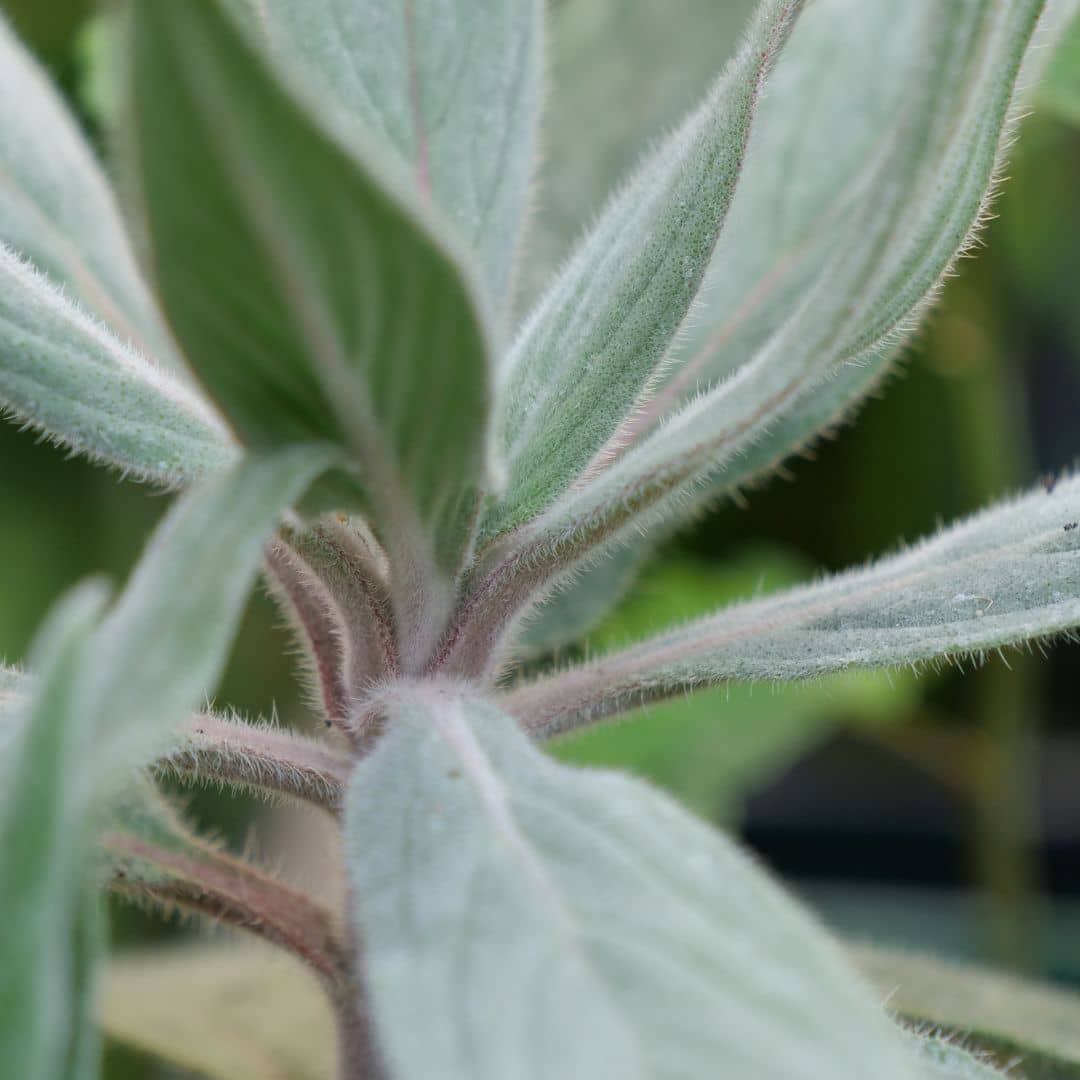 zoom sur la pilosité de l'echium candicans plante rare à de collection