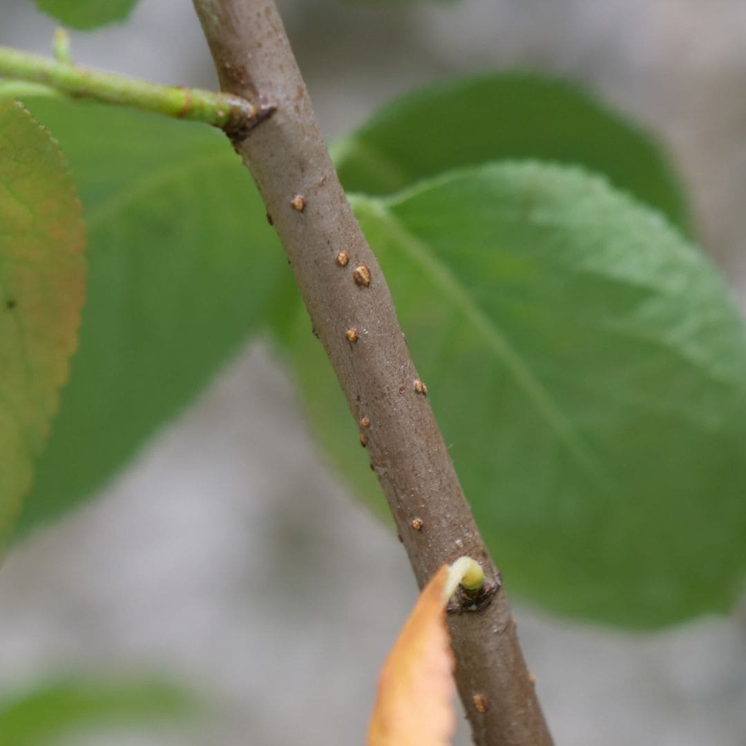 zoom sur le bois de l'aronia prunifolia comment reconnaitre et récolter monde vegetal