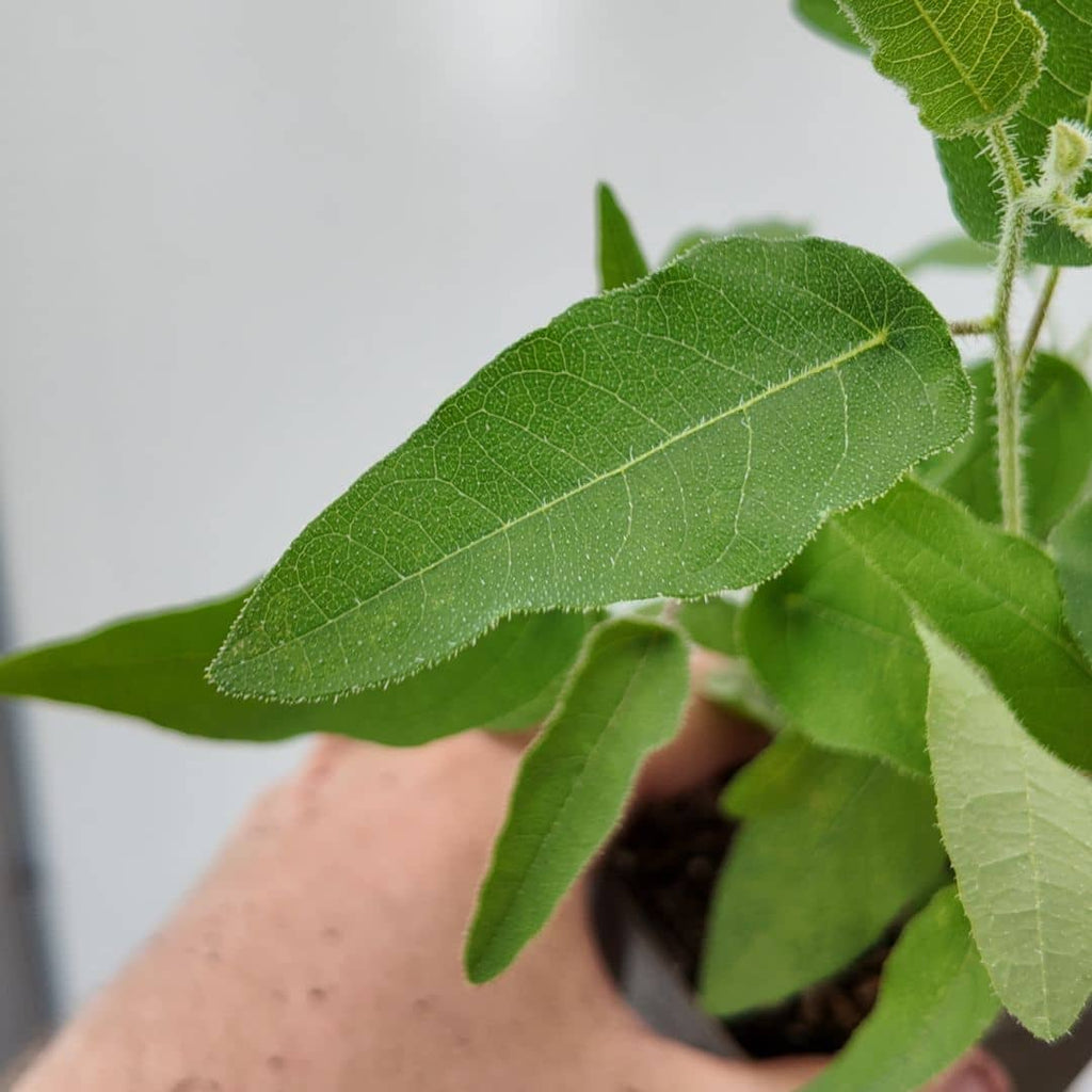 zoom sur le feuillage aromatique de Corymbia citriodora eucalyptus citonné en graines et en plants chez monde vegetal